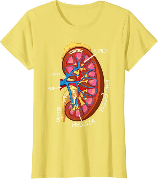 Kidney Anatomy Nephrology Dialysis Nurse