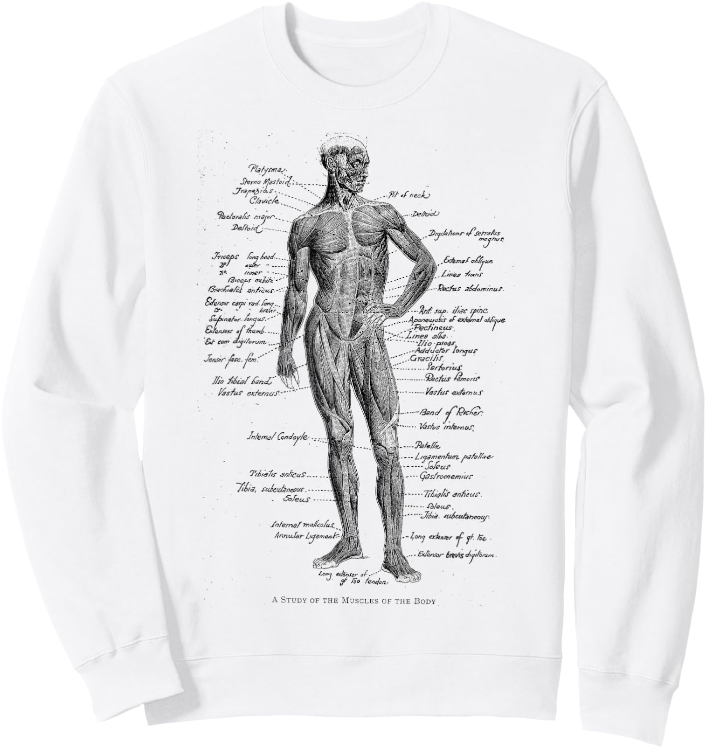 Human Muscle Anatomy Design Gift Sweatshirt - Sweatshirt | White