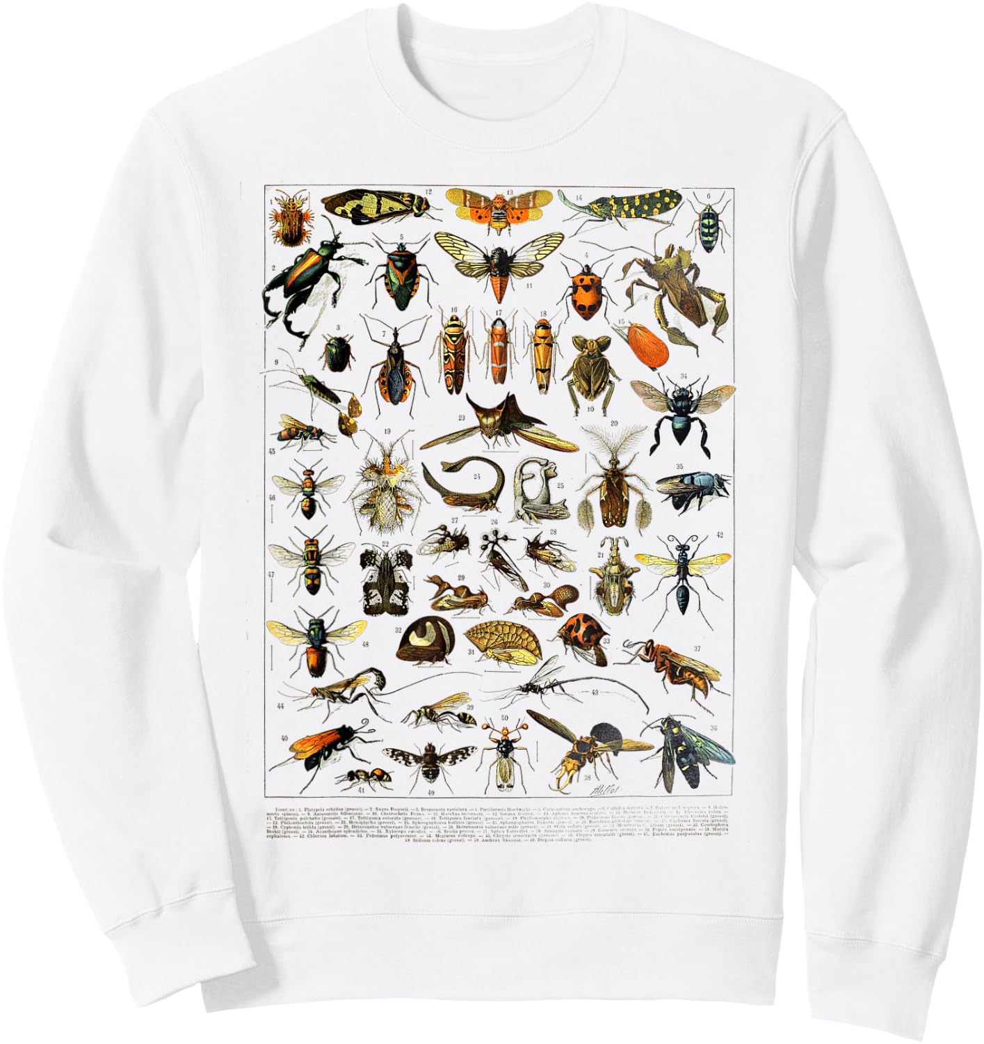 insects Collection Species Bugs Vintage Entomology Sweatshirt - Sweatshirt | White