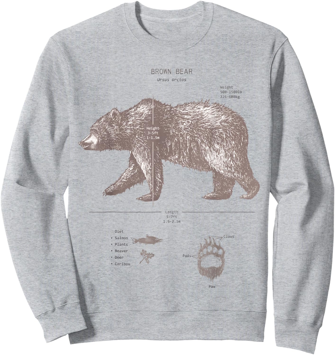 Brown Bear Anatomy Sweatshirt - Sweatshirt | Ash