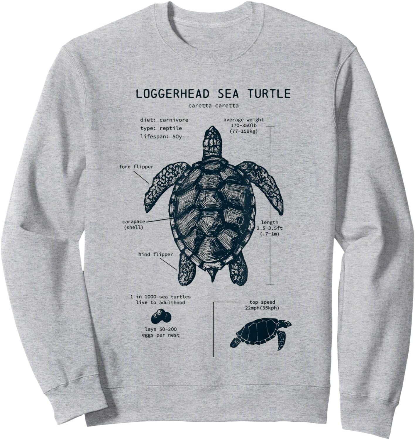 Youth Sea Turtle Anatomy Sweatshirt - Sweatshirt | Ash